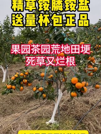 #农业种植 #农技推广 #果园除草 #除草剂#精草铵膦铵盐