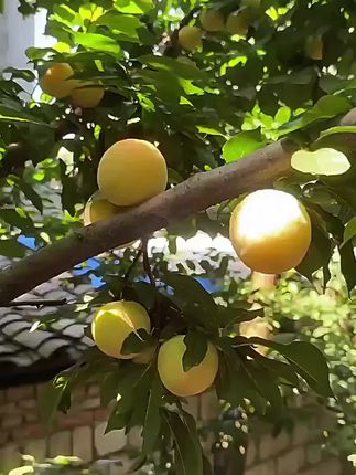 #无限回购的宝藏单品 #现摘现吃才是最新鲜的