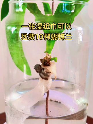 用湿纸巾自制吸水装置拯救蝴蝶兰 花剑暂时保住了,新根出来了 #家庭种植 #阳台种植 #养花小知识 #种植小技巧 #强烈推荐