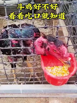 斗鸡好不好,看看吃口就知道#斗鸡爱好者 #斗鸡文化 #斗鸡养殖技术 #斗鸡热门