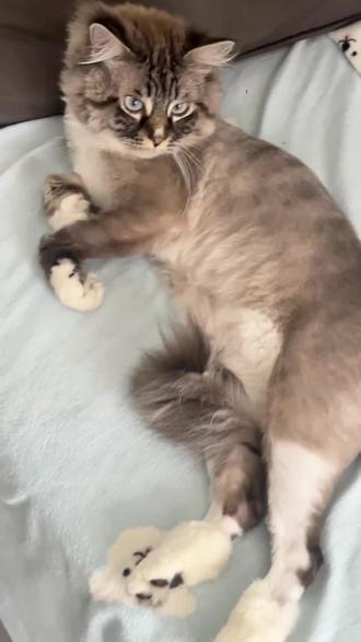 我家爱充猫咪🐱 我家的沙发事给猫咪睡的#萌宠养猫日记🐱 #猫咪日常状态 #床搭子喵