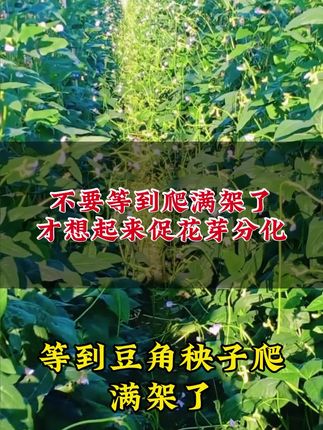 千万不要等到豆角秧子爬满架了,才想起来促花芽分化!#豆类促花
