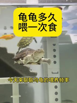 龟龟多久喂一次食#养龟日常 #龟宠时代 #科学喂养 #好东西一起分享