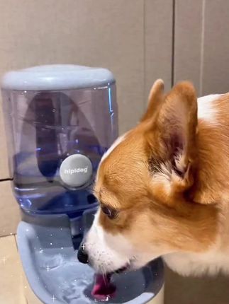 猫咪饮水机宠物狗自动喂食器大容量稳固喝水神器水流动不插电通用#饮水机 #宠物饮水机 #猫咪饮水机 #猫咪饮水机推荐 #喂食器