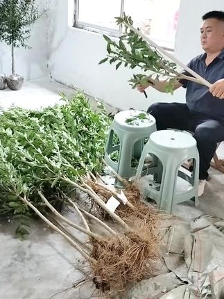 只做对板品种,只求关注