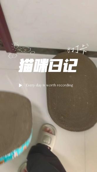 四胞胎之帽子天团 #晒出你的猫 #奶牛猫 #动物的迷惑行为 #养宠人的治愈谁懂啊 #一张照片证明你有猫
