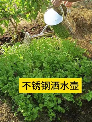 不锈钢洒水壶#喷水壶浇花水壶#洒水壶