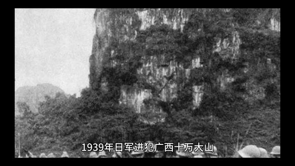 岭南雨林里的食人蚁巢 #抗日 #胆小勿进