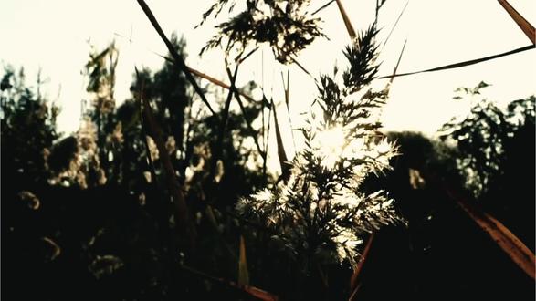 “穿林似解无生法,过竹如传太古风”
——扯片流云堪作纸
#诗词 #古诗词 #诗词朗诵 #诗歌