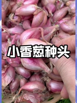 新鲜小香葱种头#香葱种子 #红葱头 #阳台种植 #盆栽蔬菜