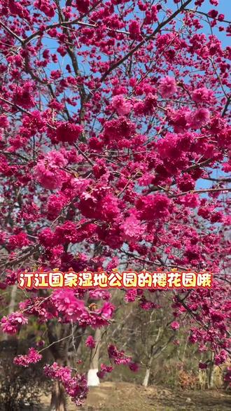 来长汀别错过汀江湿地公园的樱花,19.9邂逅浪漫花海#长汀汀江国家湿地公园#长汀樱花 #2026春节出游#福建赏樱#亲子游