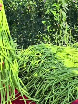 农家自种新鲜长豆角,现摘现发,拿来炒五花肉太下饭了#豆角#下饭菜#家常菜 #新鲜采摘 #优质农产品