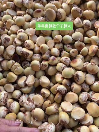 羊毛栗个头一无比一天大,越来越香脆甜#家乡特产 #优质农产品 #快来一起尝个鲜