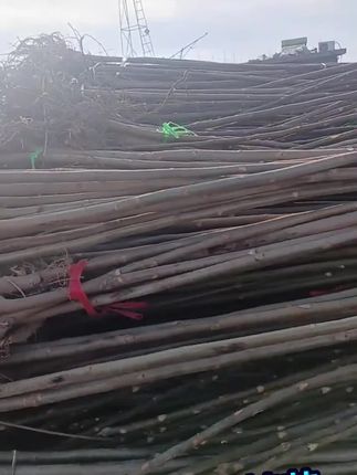 #红油香椿苗#抖音三农热点#三农