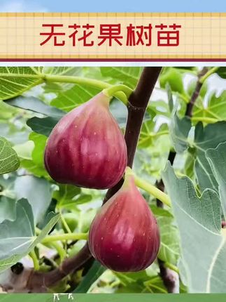 #果树种植管理 #水果种植 #果树 #果苗种植 #无花果
