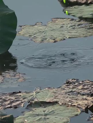 新款反底传统七星漂大力马鱼线免调漂线组套装悬浮逗钓鲫鱼草鱼 #逗钓 #反底钓法 #免调七星漂 #反底七星漂 #大板鲫