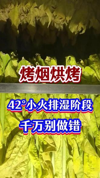 烤烟42度小火排湿阶段千万别做错 #烤烟田间管理 #烤烟烘烤 #烤烟种植技术与管理 #烤烟种植 #烤烟田间管理技术