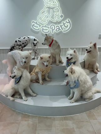 厦门新开的!可以撸可爱猫猫狗狗们! #宝藏宠物体验店#氛围感拉满的撸宠圣地#宠物友好店铺打卡#撸猫撸狗#它它宠物俱乐部
