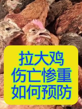 拉大鸡方案,减少损失#养殖#科学养鸡#养鸡知识
