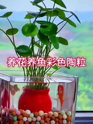 #家庭种植 #好物推荐🔥 #养花#养鱼#彩色陶粒