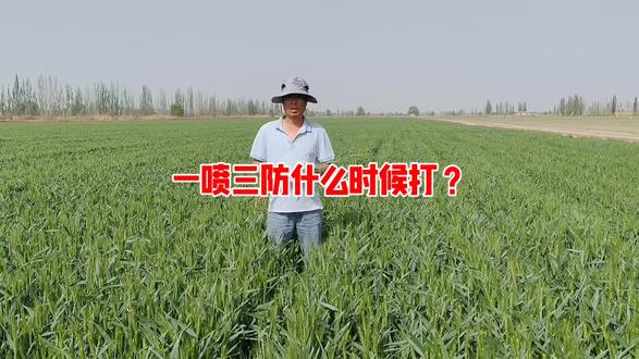 小麦齐穗,一喷三防正当时,防虫防病防干热风 #上热门