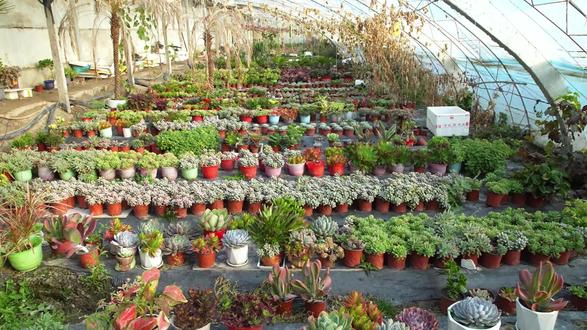 四十一团草湖镇多肉大棚种植品样多,欢迎大家来采购#多肉 #用多肉治愈生活
(联系方式:张景存18599285178 )