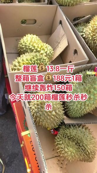 榴莲💰13.8一斤
整箱盲盒💰188元1箱
继续轰炸150箱
今天就200箱榴莲秒杀秒杀