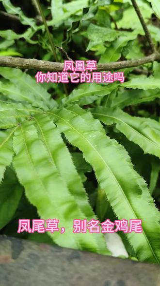 《本草纲目》载:“凤尾草,性凉味苦,清热解毒。”🌿古人智慧藏于叶脉之间,今人亦可采撷自然之馈赠。#凤凰草 #本草拾遗