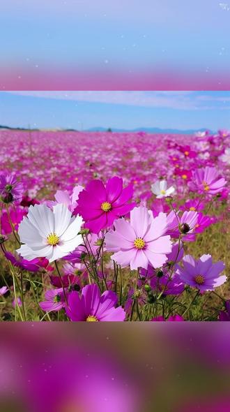 七彩格桑花室外花种籽子四季播种开花波斯菊花籽庭院花卉种子大全 #格桑花 #波斯菊 #七彩格桑花种子 #格桑花种子 #波斯菊花海