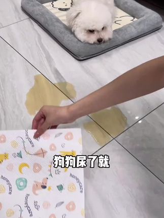 后悔没早点用上吸尿纸 以前的气白生了 #科学养宠 #萌宠好物 #吸尿纸 #honeycare好命家