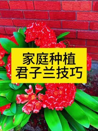 君子兰盆栽养护方法和注意事项 君子兰专用肥有机肥 君子兰多久浇水施肥一次 君子兰盆栽喜阳还是喜阴 君子兰怎么浇水施肥水肥管理 君子兰叶子为什么发黄枯萎不开花 君子兰用什么肥料才能好 #君子兰肥料 #君子兰专用肥料 #君子兰营养液 #君子兰施肥开花 #君子兰