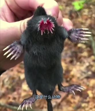 盘点地球上奇妙的动物#奇妙的动物 #神奇动物在抖音 #涨知识
