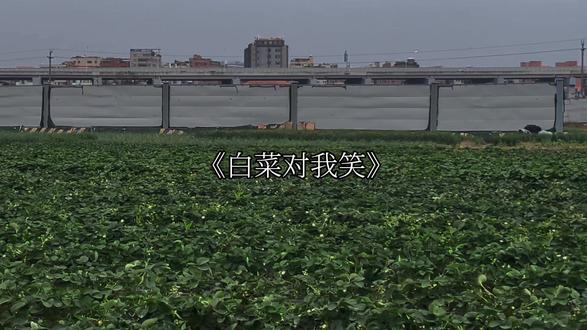 “白菜对我笑 白菜对你笑”#音乐分享 #白菜对我笑 #开学季 #戴上耳机