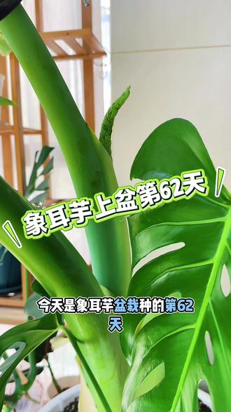 象耳芋叶片一圈发黄,是什么原因 #象耳芋#绿植#象耳芋种植#绿植养护技巧