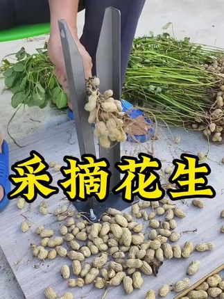 新款采摘花生神器,摘果机花生分离器脱粒,一个人可以干好几个人的活,农活好帮手。#摘花生 #摘花生神器 #花生 #摘花生的季节 #摘花生毛豆工具