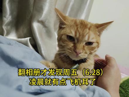 希望我的小猫豌豆平平安安 豌豆猫传腹打针加吃药44天,开始的时候发病喜欢跟着我走哪趴哪农民揣,以为是粘妈妈,频繁喝水,越想越不对,查资料发现跟猫传腹的特征一模一样,赶紧送医院,遇到的医生也特别好,叮嘱我哪些有必要哪些没必要,让我不要太担心,这个病的治愈几率还是很大的。
开始打了三天还没什么效果反而越来越瘦,看网上说两天就能见效,每天焦虑,连忙备了另一家药商的药,隔2个小时补一次葡萄糖,4个小时喂一次营养膏,第三天晚上就开始自主进食了,遇到这种情况大家别慌现在市场上这个药很成熟,打针见效的时间还是要根据小猫情况来定。打二十天左右鼓包烂皮后面改吃片剂,打针别怕扎疼他,越怕后续的鼓包烂皮漏液烂皮都挺折磨他们的,鼓包后忙找医院抽积液,已经开始有点烂皮了(烂皮用百灵金方,皮打硬了热敷,鼓包冰敷)
还好豌豆打针超级乖,刚开始只会呼呼吓唬你,后面我也懒得绑他了,直接揪着皮打,反而是喂药和最开始吃饭困难点
希望他一直平平安安的,刚断奶40天左右就被我接回家,从小就是妈宝喵,特别的乖爱干净。后面我妈问我那段时间累不累,说不累只是我的强撑罢了。为工作时间调打针时间早上7点左右(做梦都是睡过头没给他在24小时内打上)在家休息了一个周带他,结果去公司,公司垮杆了在家呆了差不多一个月,猫猫情况好点找到的新工作离出租屋23km,上了一个周受不了通勤时间连忙搬家。刚搬一天小猫就发情了!另一只猫猫是小母猫,不想让她生宝宝加不想被他嚯嚯了,天天让他俩隔离,下班回家把他们放一起玩眼睛离不开他俩一点,中间时间忙去补疫苗准备绝育。
老天爷现在看终于熬过来了,摇摇晃晃轻舟已过万重山#这个世界不能没有小猫 #记录猫咪日常