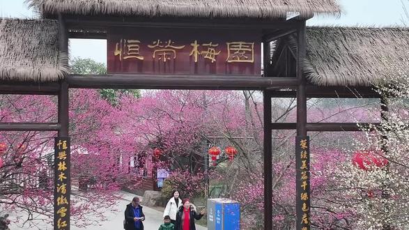 《2026马上来财》荊州市恒荣梅园是位于湖北省荆州市荆州区八岭山镇铜岭村的梅花主题乡村观光园,为江汉平原首个以梅花为主题的乡村旅游景区。
园区概况:
占地面积约460亩,栽植景观树约3.1万株,其中梅花2.3万株,涵盖宫粉、黄香、朱砂、绿萼等165个品种,包含760余株树龄超50年的古梅。
园内以红梅为主打品种,同时伴有杏梅、樱李梅等6大品系,形成红、粉、白、黄、绿六大色系的花海。
主要花期:
梅花盛花期:通常在2月中旬至3月初,2026年因持续晴好天气,开花时间较往年提前近1个月。
后续花景:3月中下旬至4月底,樱花、海棠、桃花等接力绽放,延续赏花体验。
