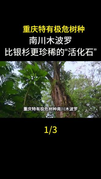 重庆特有极危树种南川木波罗:比银杉更珍稀的“活化石”#南川木波罗 #科普一下#科普#涨知识#冷知识