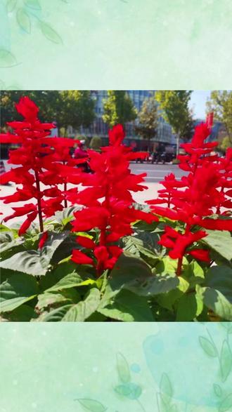 #一串红种子 #高串红四季花种 #庭院阳台盆栽花籽 #花坛路边易活花种 #美化绿化花种子 高串红种子一串红四季开花庭院阳台盆栽美化花坛路边易种花种子