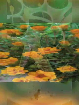 #67年的羊 #79年的羊 #91年的羊