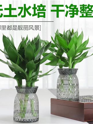 水培观音竹室内四季好养绿色桌面盆栽轻奢烟灰树脂盆 #水培植物 #净化空气 #室内绿植 #观音竹#水培竹