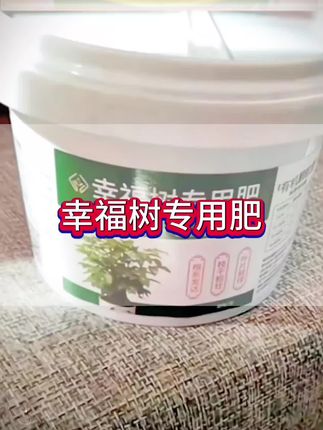 为什么买回来的幸福树枝繁叶茂,叶子绿油油,过不了多久就开始黄叶、掉叶,甚至枯萎呢? #幸福树专用肥 促进幸福树生长,防黄叶干枯#幸福树肥料 #幸福树专用肥料#绿植 #养花小知识