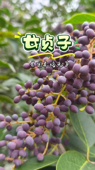 四季长青,滋养身心。你还知道女贞子的其他用途吗?