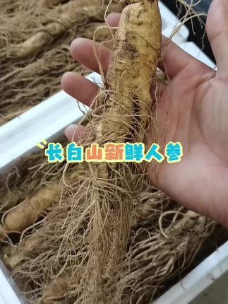 长白山新鲜人参大个头 全是条子货质量嘎嘎好