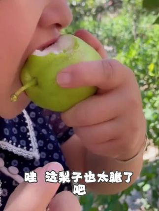 甘肃景泰早酥梨青皮梨子时令应季当季水果现摘先发酥脆多汁