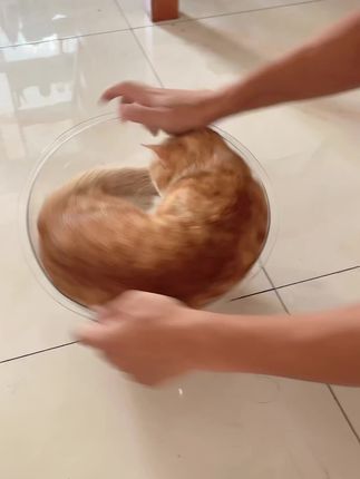 #萌宠 #橘猫 #萌宠萌宠 #玩具 #撸猫有一套