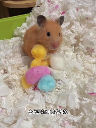 仓鼠是如何被养废的#养鼠日常分享