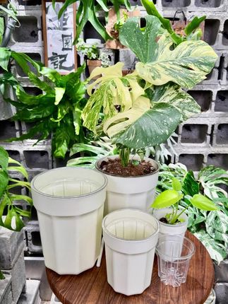热植专用花盆花烛龟背竹自吸水家用透明控根植物活性透气盆#套盆 #花盆 #换盆换土 #热植花盆 #室内软装