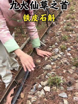 霍山石斛作为九大仙草之首,珍贵程度比灵芝和虫草都要高,一斛入口,享皇室奢华养生秘方#养生 #创业 #情感