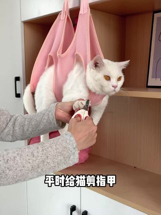 家里猫咪乱抓乱咬?试试这个神器,轻松搞定日常护理!#猫咪护理 #宠物神器 #猫咪训练